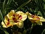 Hemerocallis Spacecoast Carnival